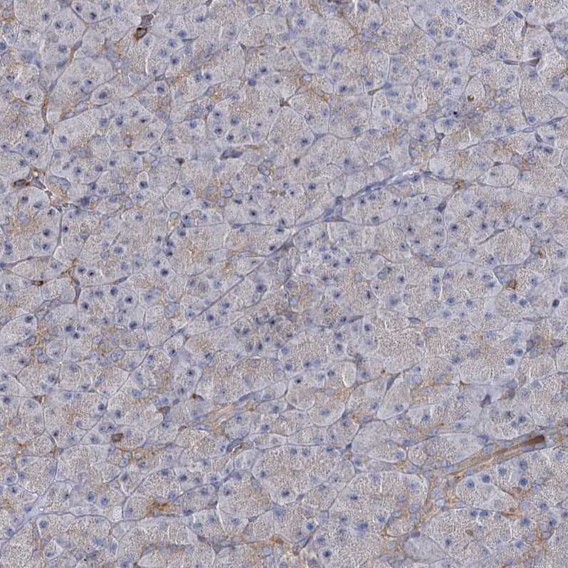 Immunohistochemistry-Paraffin SEC24B Antibody - BSA Free