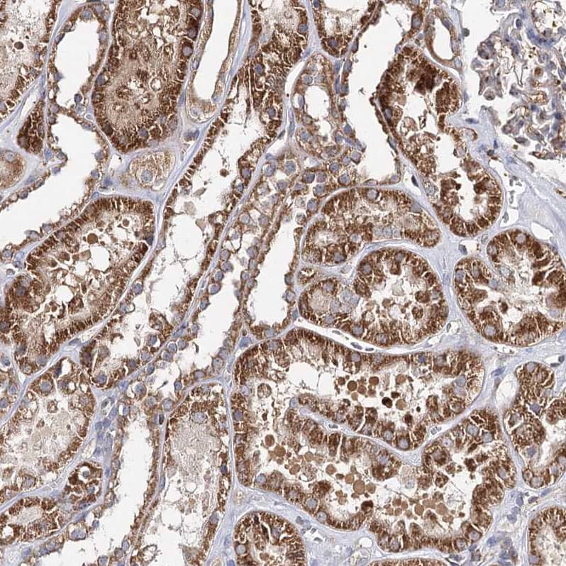 Immunohistochemistry-Paraffin SEC24B Antibody - BSA Free