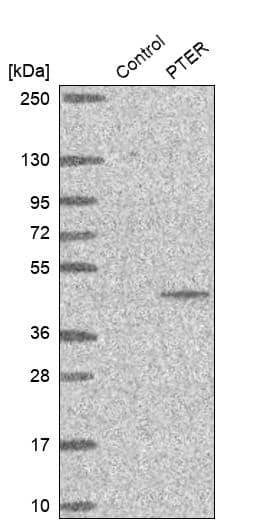 Analysis in control (vector only transfected HEK293T lysate) and PTER over-expression lysate (Co-expressed with a C-terminal myc-DDK tag (~3.1 kDa) in mammalian HEK293T cells).