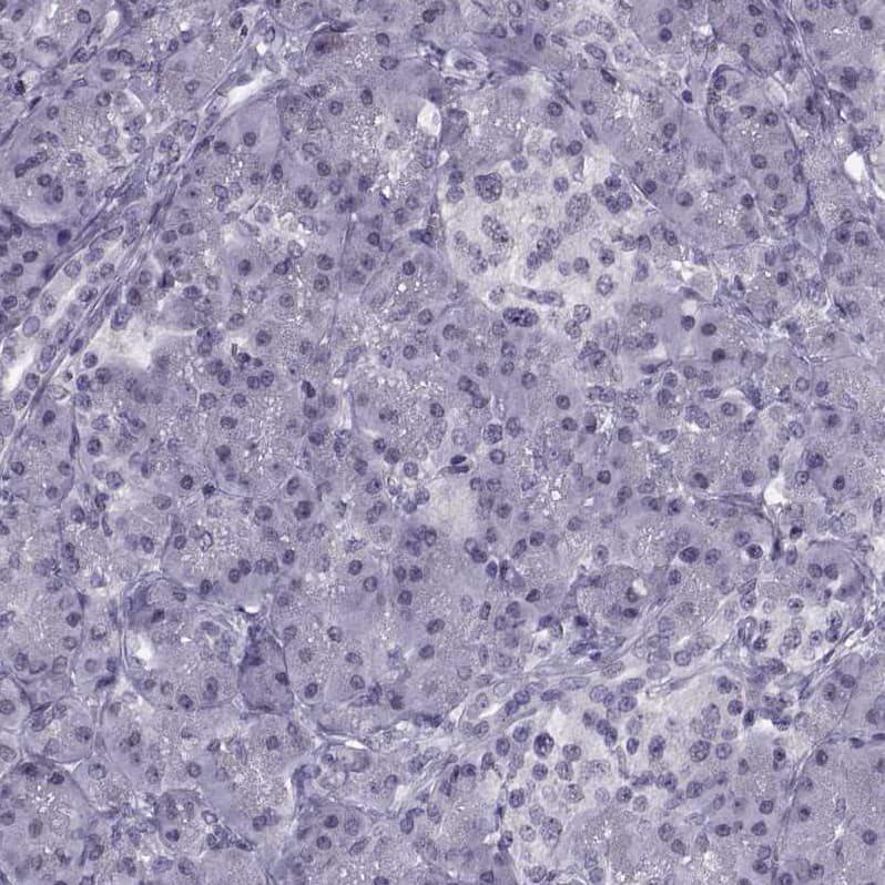 Staining of human Pancreas shows no positivity in exocrine glandular cells as expected.