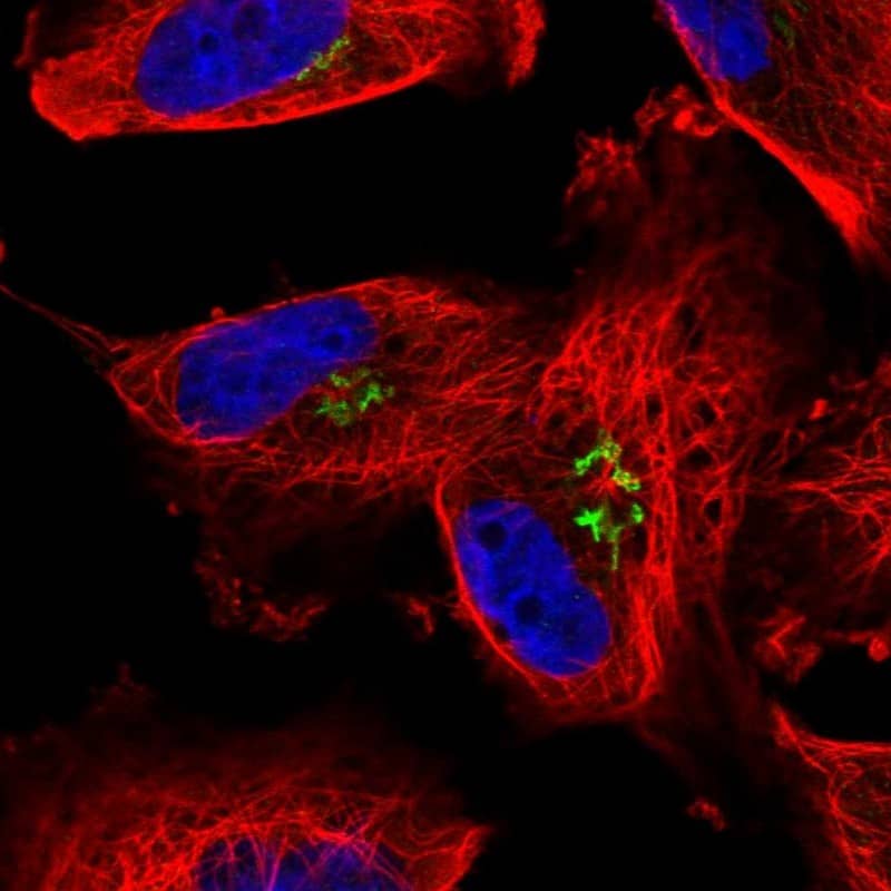 Immunocytochemistry/ Immunofluorescence Arylsulfatase B/ARSB Antibody - BSA Free