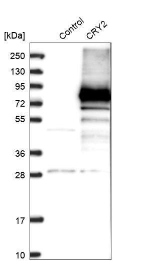 Analysis in control (vector only transfected HEK293T lysate) and CRY2 over-expression lysate (Co-expressed with a C-terminal myc-DDK tag (~3.1 kDa) in mammalian HEK293T cells).