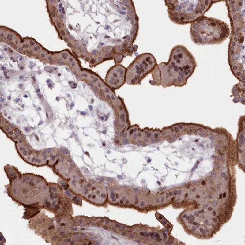 Staining of human placenta shows strong membranous and moderate nuclear positivity in trophoblastic cells.