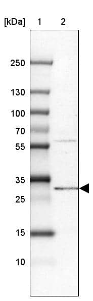Western Blot PIGC Antibody - BSA Free