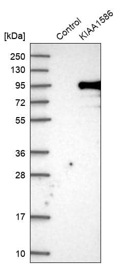 Analysis in control (vector only transfected HEK293T lysate) and KIAA1586 over-expression lysate (Co-expressed with a C-terminal myc-DDK tag (~3.1 kDa) in mammalian HEK293T cells).
