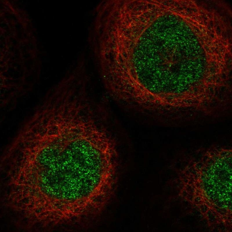 Immunocytochemistry/ Immunofluorescence SLC25A43 Antibody - BSA Free