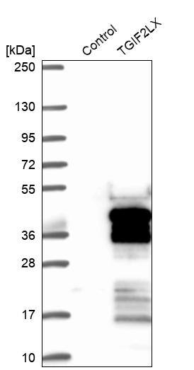 Western Blot TGIF2LX Antibody - BSA Free