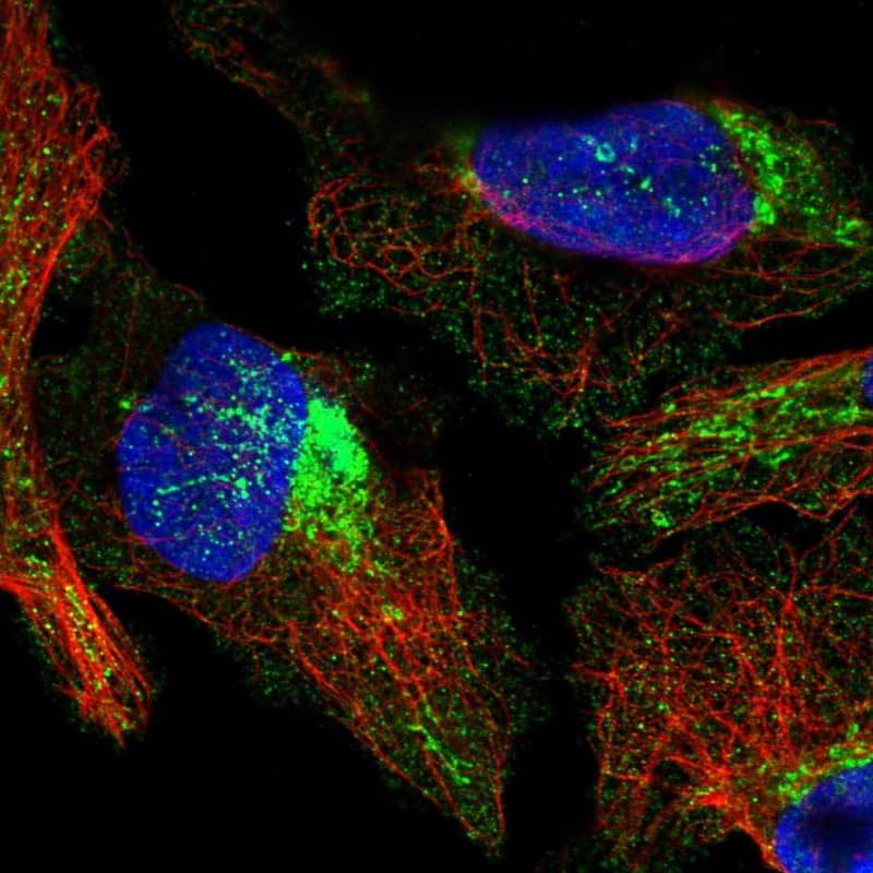 Immunocytochemistry/ Immunofluorescence COX10 Antibody - BSA Free