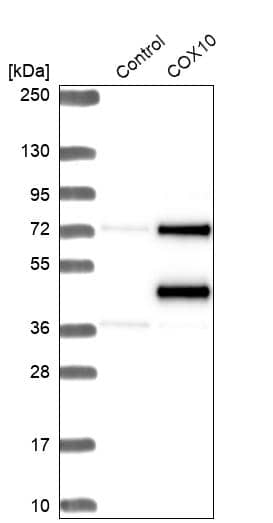 Western Blot COX10 Antibody - BSA Free