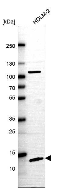 Analysis in control (vector only transfected HEK293T lysate) and C6orf57 over-expression lysate (Co-expressed with a C-terminal myc-DDK tag (~3.1 kDa) in mammalian HEK293T cells).