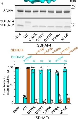 Western Blot SDHAF4 Antibody - BSA Free