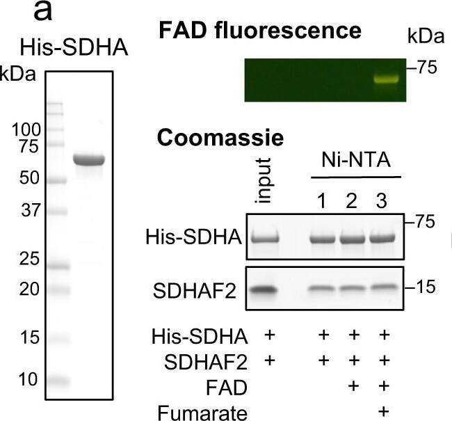 Western Blot SDHAF4 Antibody - BSA Free
