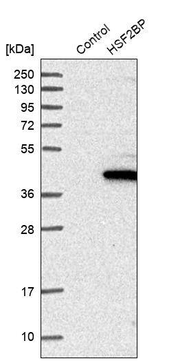 Analysis in control (vector only transfected HEK293T lysate) and HSF2BP over-expression lysate (Co-expressed with a C-terminal myc-DDK tag (~3.1 kDa) in mammalian HEK293T cells).