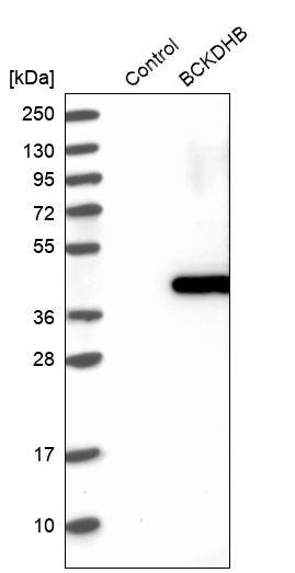 Analysis in control (vector only transfected HEK293T lysate) and BCKDHB over-expression lysate (Co-expressed with a C-terminal myc-DDK tag (~3.1 kDa) in mammalian HEK293T cells).