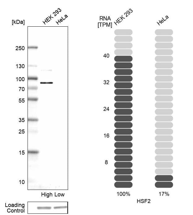 <b>Orthogonal Strategies Validation. </b>Analysis in human cell lines HEK293 and HeLa using Anti-HSF2 antibody. Corresponding HSF2 RNA-seq data are presented for the same cell lines. Loading control: Anti-HSP90B1.