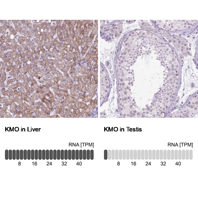 Immunohistochemistry-Paraffin Kynurenine 3-Monooxygenase/KMO Antibody - BSA Free