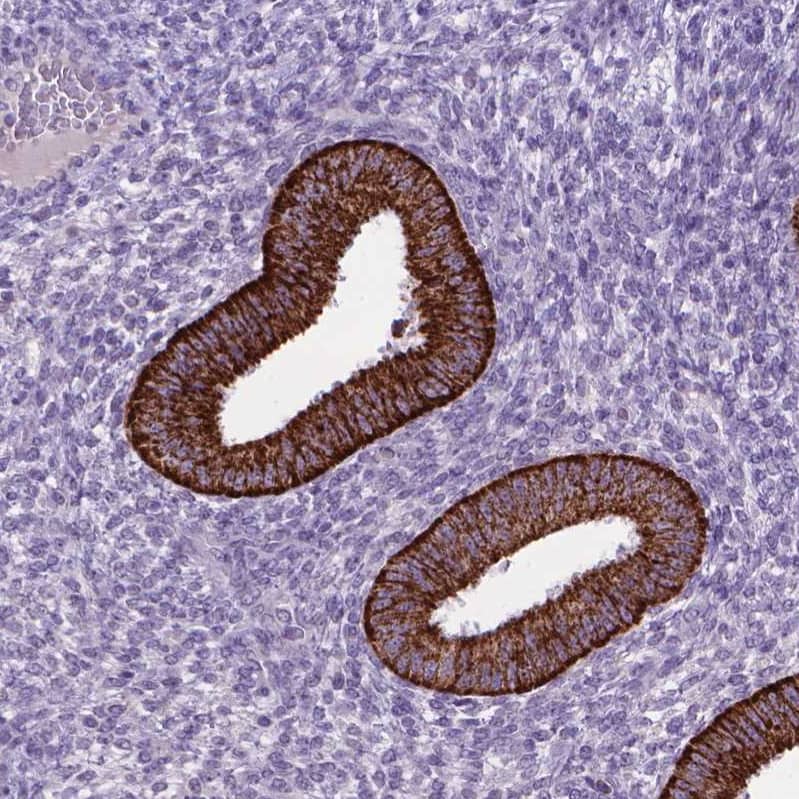 Staining of human endometrium shows strong cytoplasmic granular positivity in glandular cells.