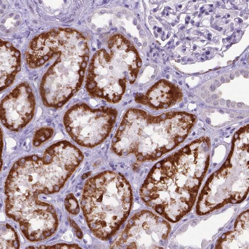 Staining of human kidney shows strong cytoplasmic granular positivity in cells in tubules.