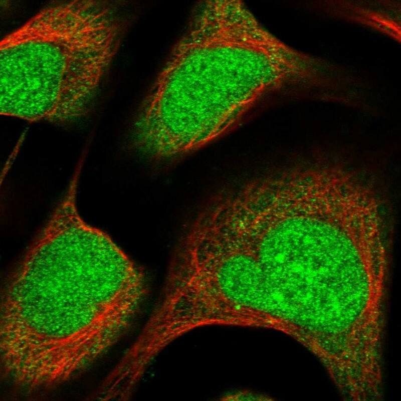 Staining of human cell line U-2 OS shows localization to nucleus & cytosol.
