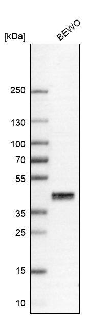 Analysis in human cell line BEWO.