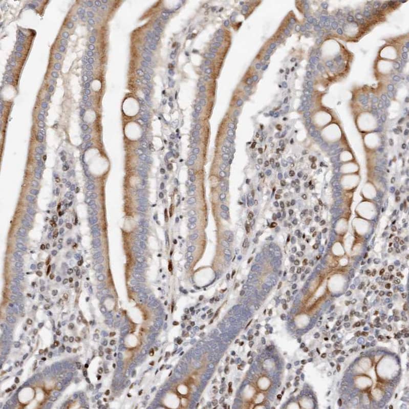 Immunohistochemistry-Paraffin IQGAP3 Antibody - BSA Free