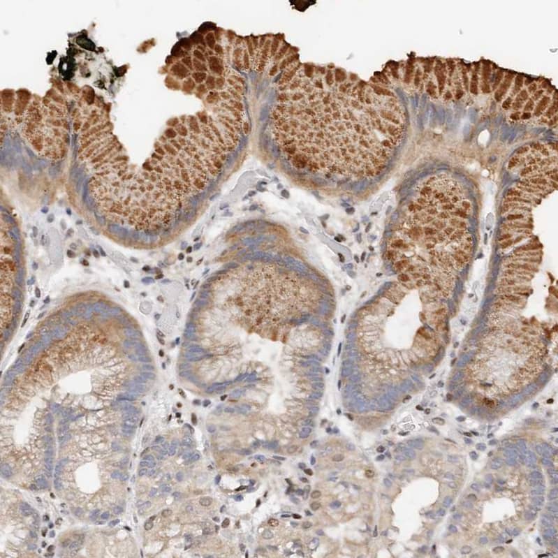Immunohistochemistry-Paraffin IQGAP3 Antibody - BSA Free