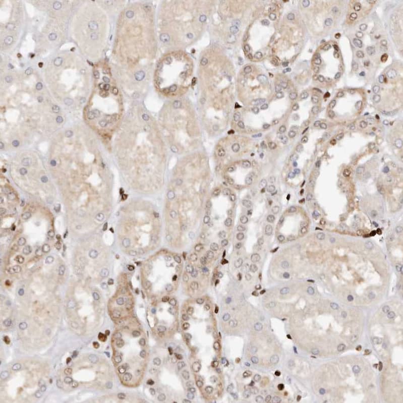Immunohistochemistry-Paraffin IQGAP3 Antibody - BSA Free