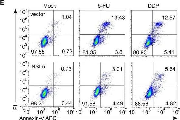 Overexpression of INSL5 promotes cell cycle progression and suppresses cell apoptosisAThe cell cycle of vector control or INSL5 overexpressing CNE1, CNE2, and HK1 cells were analyzed by flow cytometry assay.BStatistical analysis of cell percentage in each cell cycle phase.CCyclin D, cyclin E, cyclin B, and p27 expression levels were detected by Western blotting in cells with or without INSL5 overexpression.DWestern blotting for c‐myc, BCL2, and BCL‐xL in CNE1, CNE2, and HK1 with or without INSL5 overexpression.ECNE1 stable cell line was treated with DDP or 5‐FU and stained with annexin V/propidium iodide (PI), and measured by flow cytometry. Data shown are representative of three independent experiments.FStatistical analysis of the effects of INSL5 overexpression on cell apoptosis under DDP or 5‐FU treatment.GWestern blotting for apoptosis pathway in CNE1, CNE2, and HK1 with or without INSL5 overexpression under 5‐FU treatment.Data information: In (F), data are presented as mean +/- SEM, from three different experiments, and P‐values were determined by unpaired t‐test. *P < 0.05, **P < 0.01, ***P < 0.001, ns, no significance. Exact P‐values are specified in Appendix Table S4.Source data are available online for this figure. Image collected and cropped by CiteAb from the following open publication (//pubmed.ncbi.nlm.nih.gov/32657028), licensed under a CC-BY license. Not internally tested by Novus Biologicals.