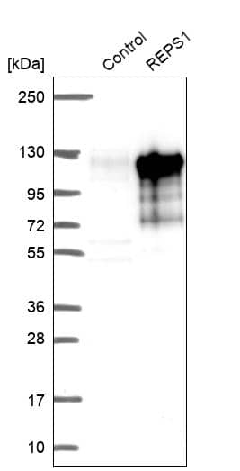 Western Blot REPS1 Antibody - BSA Free