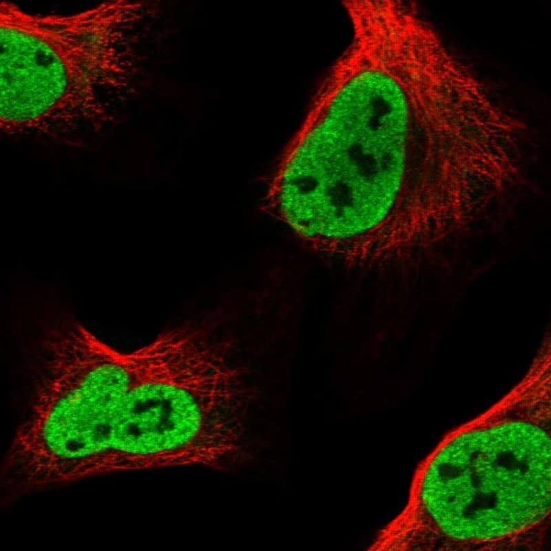 Staining of human cell line U-2 OS shows localization to nucleoplasm.