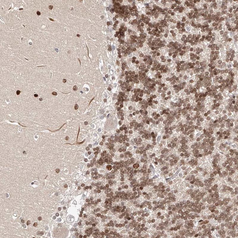 Staining of human cerebellum shows nuclear positivity in cells in molecular and granular layer.