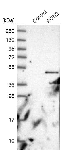 Analysis in control (vector only transfected HEK293T lysate) and PON2 over-expression lysate (Co-expressed with a C-terminal myc-DDK tag (~3.1 kDa) in mammalian HEK293T cells).