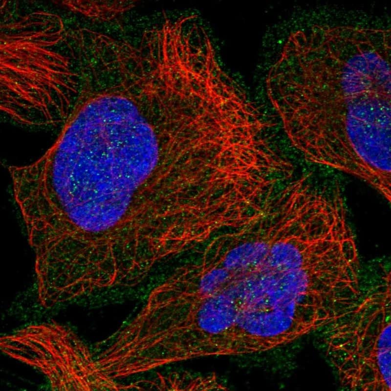 Staining of human cell line U-2 OS shows localization to plasma membrane & cytosol.
