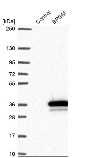Analysis in control (vector only transfected HEK293T lysate) and BPGM over-expression lysate (Co-expressed with a C-terminal myc-DDK tag (~3.1 kDa) in mammalian HEK293T cells).