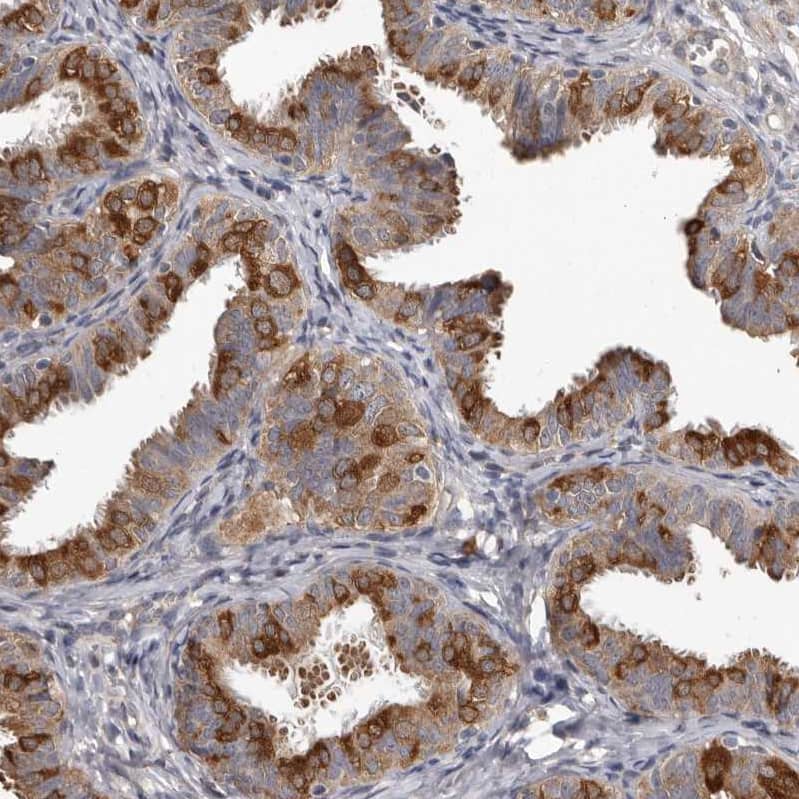 Staining of human fallopian tube shows strong cytoplasmic positivity in glandular cells.