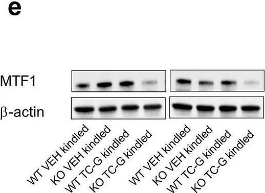 The effects of PTZ-kindling in GPR39 KO or WT mice and chronic treatment with TC-G 1008 (10 mg/kg) on zinc levels in serum and hippocampus. a The PTZ kindling in GPR39 KO or WT (C57BL/6/Tar × CBA/Tar) mice consisted of 14 injections of PTZ (25 mg/kg). The biochemical analyses were performed 24 h after the last PTZ injection. b Total zinc (protein bound and [Zn2+]I) was measured in serum by ICP-OES. Data are expressed as means +/- SEM. n = 8 WT VEH, n = 6 WT TC-G 1008, n = 7 KO VEH, n = 7 KO TC-G 1008. c Total zinc was analyzed semi-quantitatively in coronal hippocampal sections by LA-ICP-MS. Data are expressed as means +/- SEM of counts per second (CPS). n = 4 in each group. d The protein expression level of the putative [Zn2+]I sensor, metal regulatory transcription factor 1 (MTF1), was analyzed in the hippocampus. The results (means +/- SEM) are presented as the MTF1/ beta -actin ratio. n = 7 in each group. e Representative blots of MTF1. The observed band (~ 130 kDa). f–h [Zn2+]I was examined in coronal hippocampal sections by a cell-membrane permeable probe, Zinpyr-1 (ZP-1). The mean ZP-1 grey values ratio between mouse sections in the CA3, CA1, or dentate gyrus (DG) regions of the hippocampus is shown. n = 6 WT VEH, n = 6 WT TC-G 1008, n = 5 KO VEH, n = 6 KO TC-G 1008. i A greyscale image of the hippocampal section after staining with ZP-1. p values were determined by two-way ANOVA and Bonferroni’s multiple comparison test. *p < 0.05 Image collected and cropped by CiteAb from the following open publication (//pubmed.ncbi.nlm.nih.gov/37185787), licensed under a CC-BY license. Not internally tested by Novus Biologicals.