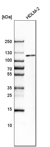 Western Blot MTF1 Antibody - BSA Free