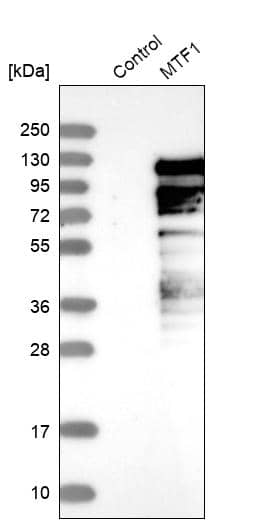 Western Blot MTF1 Antibody - BSA Free