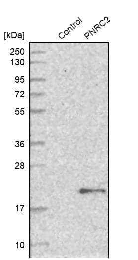 Analysis in control (vector only transfected HEK293T lysate) and PNRC2 over-expression lysate (Co-expressed with a C-terminal myc-DDK tag (~3.1 kDa) in mammalian HEK293T cells).