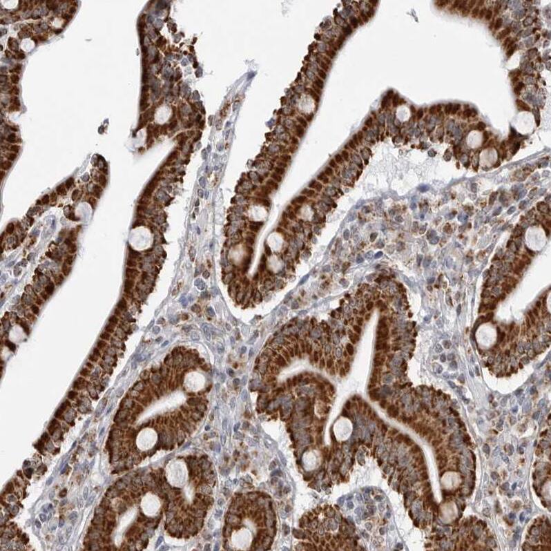 Staining of human duodenum shows strong granular cytoplasmic positivity in glandular cells.