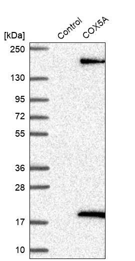 Analysis in control (vector only transfected HEK293T lysate) and COX5A over-expression lysate (Co-expressed with a C-terminal myc-DDK tag (~3.1 kDa) in mammalian HEK293T cells).