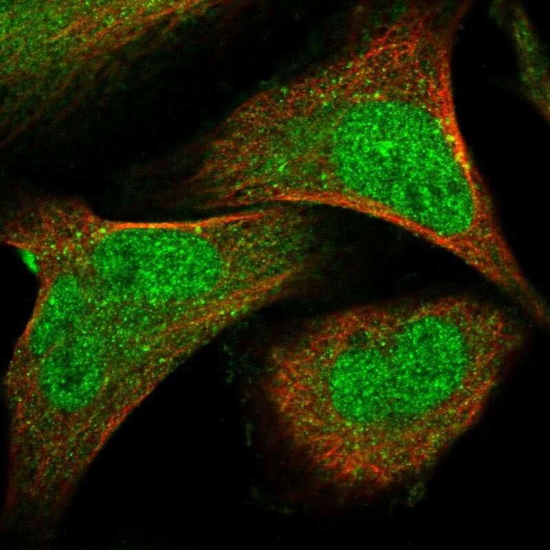 Staining of human cell line U-2 OS shows localization to nucleoplasm & cytosol.