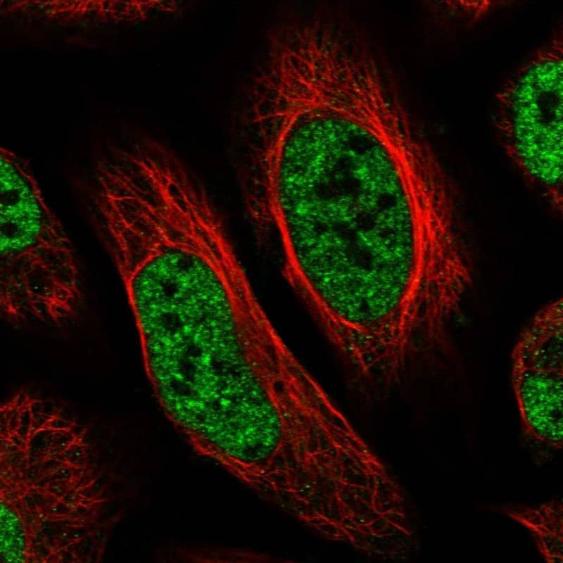 Staining of human cell line U-2 OS shows localization to nucleoplasm.