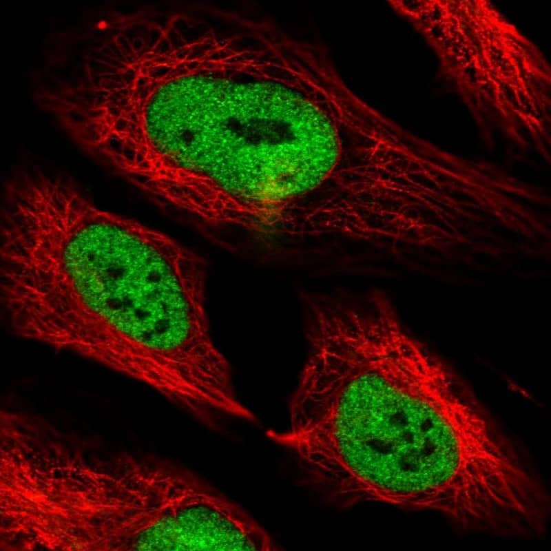 Staining of human cell line U-2 OS shows localization to nucleoplasm.