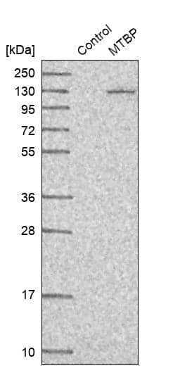 Analysis in control (vector only transfected HEK293T lysate) and MTBP over-expression lysate (Co-expressed with a C-terminal myc-DDK tag (~3.1 kDa) in mammalian HEK293T cells).