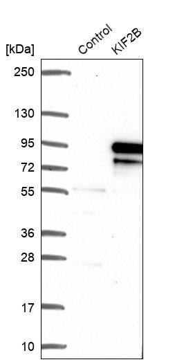 Analysis in control (vector only transfected HEK293T lysate) and KIF2B over-expression lysate (Co-expressed with a C-terminal myc-DDK tag (~3.1 kDa) in mammalian HEK293T cells).