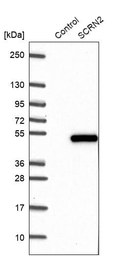 Western Blot SCRN2 Antibody - BSA Free