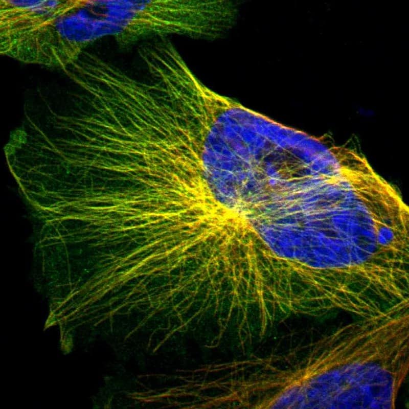 Staining of human cell line U-251 MG shows localization to microtubules.