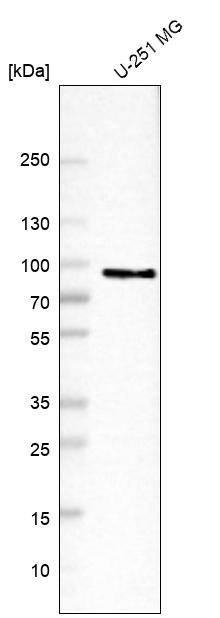 Analysis in human cell line U-251 MG.