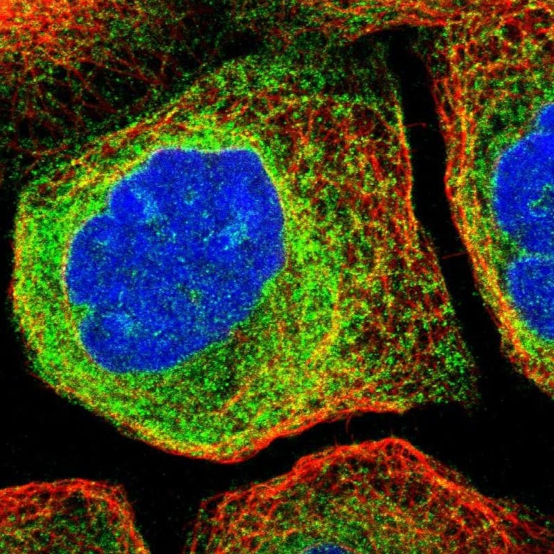 Immunocytochemistry/ Immunofluorescence CDS2 Antibody - BSA Free